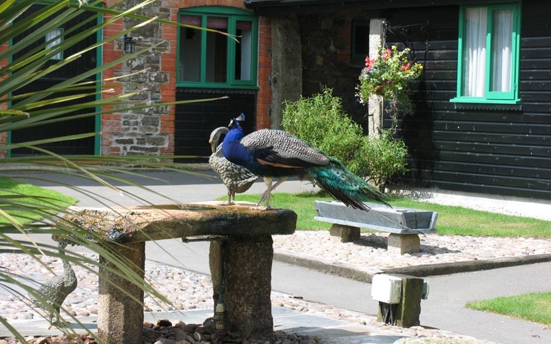 Peacock outside Braddon Cottage at Treworgie Barton Cottages