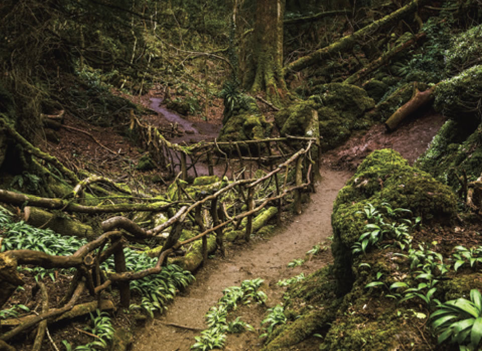 Puzzlewood forest